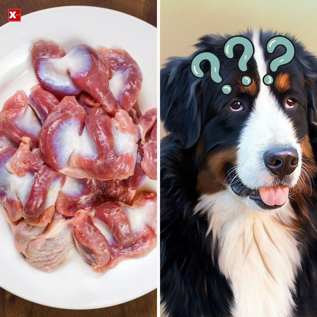 Can Dogs Eat Chicken Gizzards?. Are you wondering whether it is safe