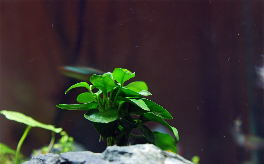 7 Best Freshwater Aquarium Plants (For Beginners) 2022 by Top to Down
