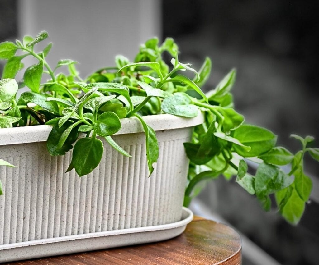 Bamboo Pots and Planters