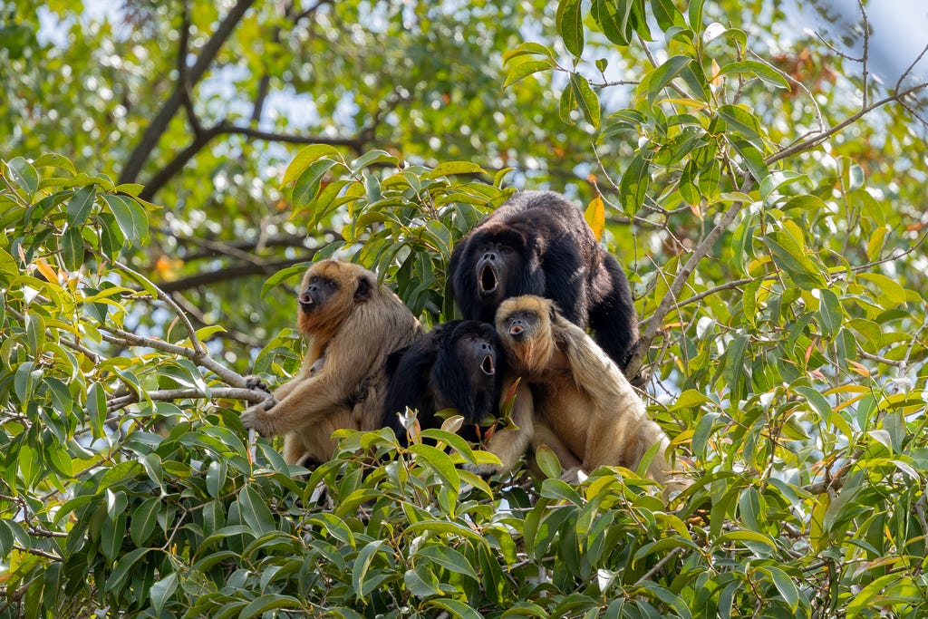 Black-and-gold howler monkeys. Credit: Miguel P. Biasoli on iNaturalist