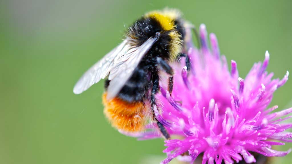 Can Bees See or Are They Blind? by Zippy Facts Medium