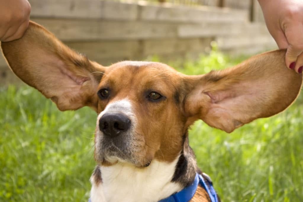 Why Are Dogs’ Ears Hot?. Have you ever wondered why your dog’s… by