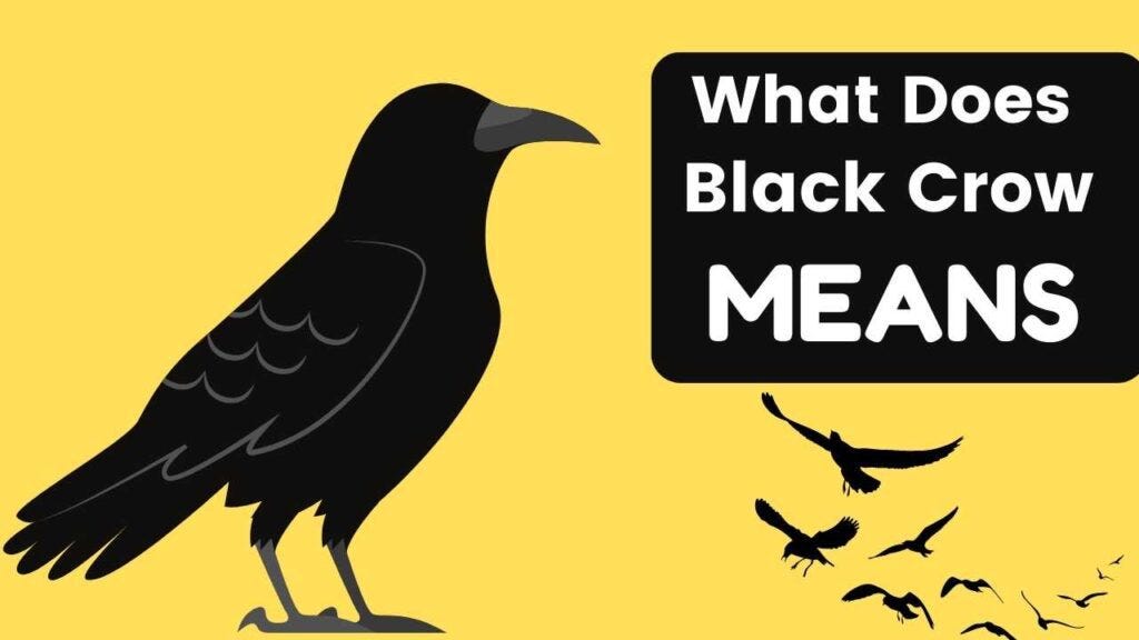 What Does Black Crows Mean Exploring Their Symbolism and Interpretations by Arbaz Medium