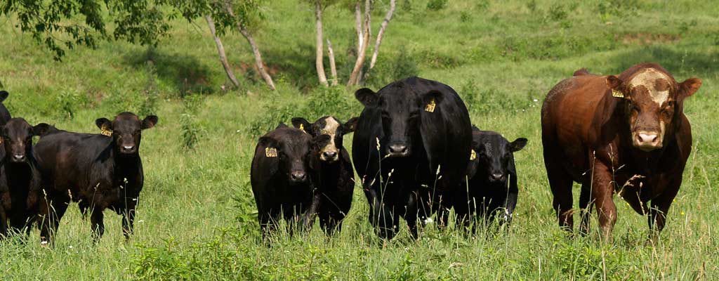 Is heifer male or female? - Sweeny jane - Medium