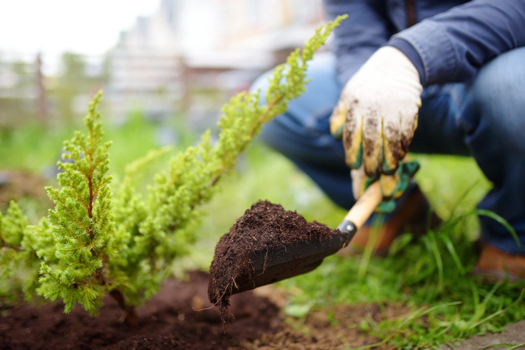 How to Remove a Tree Without Killing It by Sexy Trees Medium