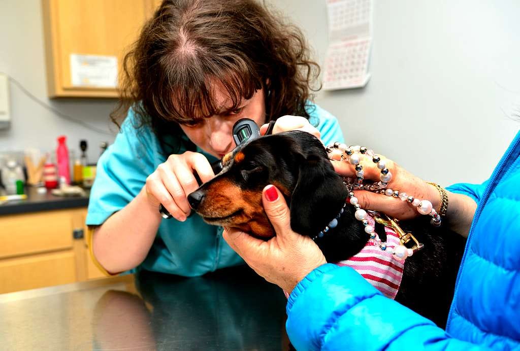 608 Vet Practice Quality Pet Care Services by Emergency Vet Jun