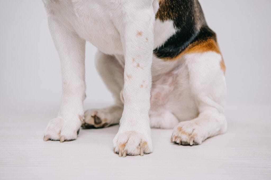 What Leads To Dogs Sudden Hind Leg Weakness By Posh Dog Knee Brace What Leads To Dogs Sudden Hind Leg Weakness By Posh Dog Knee Brace
