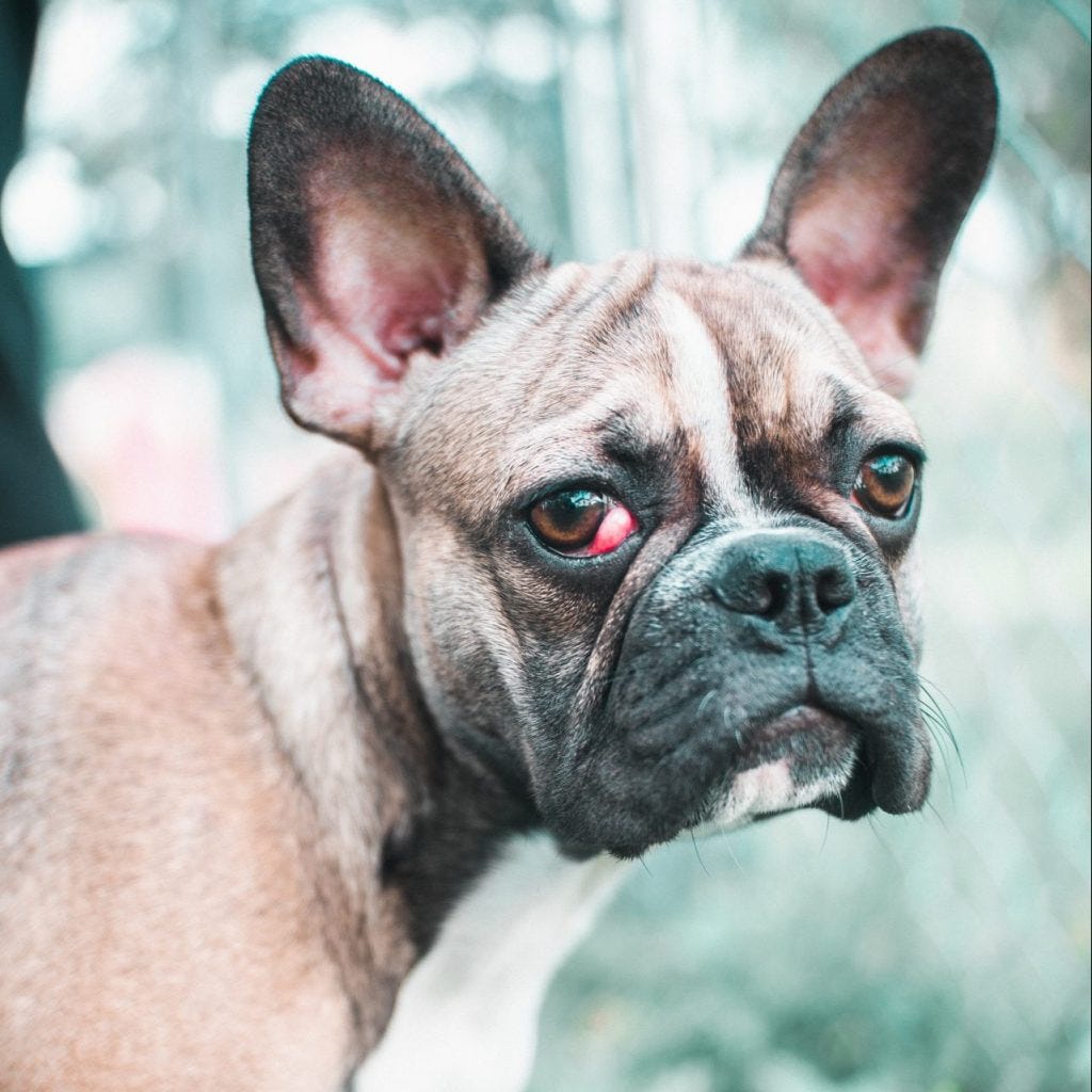 7 Most Common French Bulldog Health Problems | by Top Frenchie | Top ...