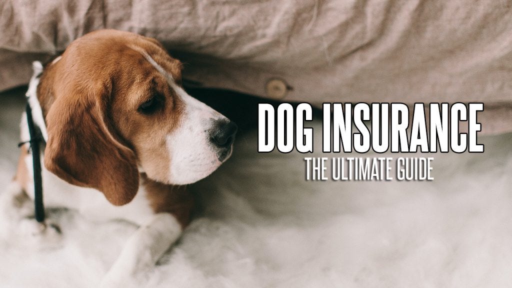 Dog Insurance The Ultimate Guide by Ionicbyte Medium