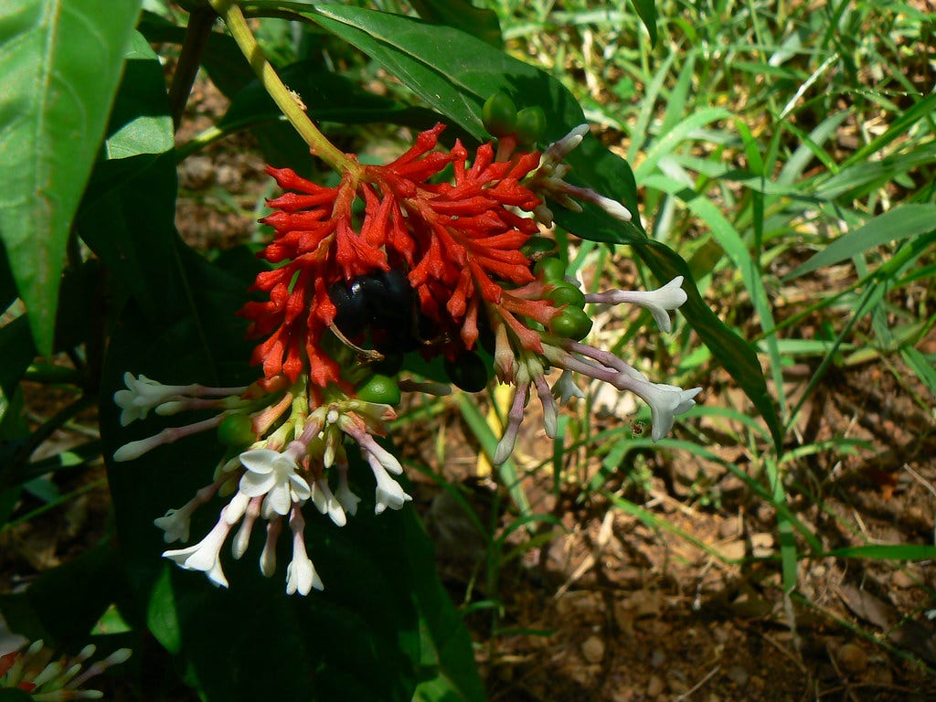 What Is Indian Snake Root What Is Indian Snake Root