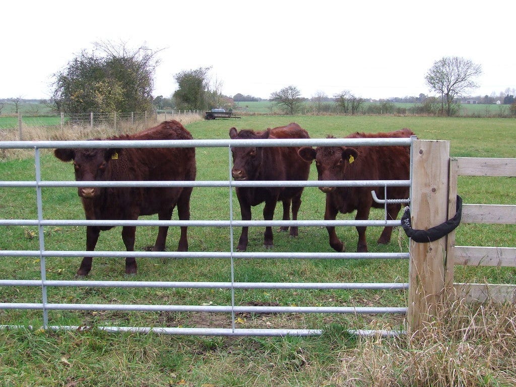 Young cattle in Little Stonham, Suffolk, UK. [Credit: Keith Evans, CC BY-SA 2.0, via Wikimedia Commons]