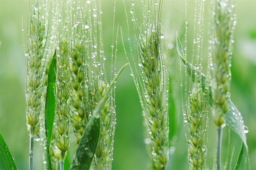 INCENZO presents Grain in Ear times — Wheat buds for harvesting