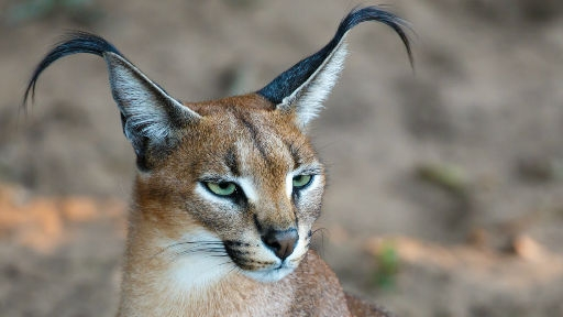 Cat Breeds With Ear Tufts: Stunning Feline Features to Know