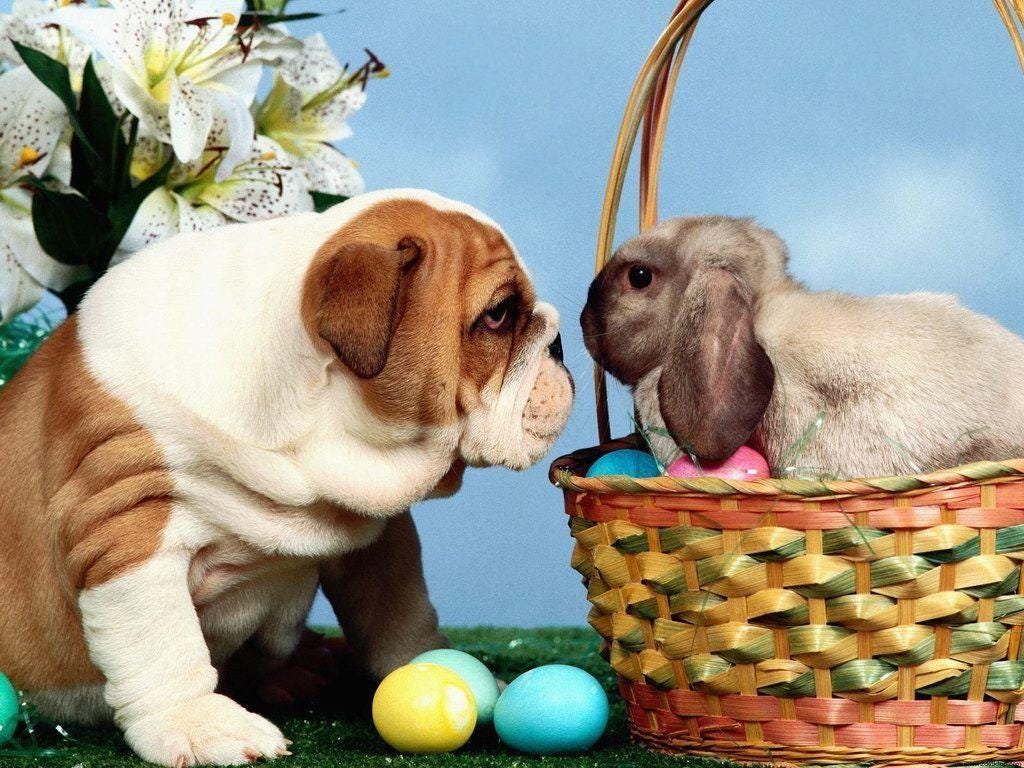 Animal Easter Wallpapers — Wallpaper Cave