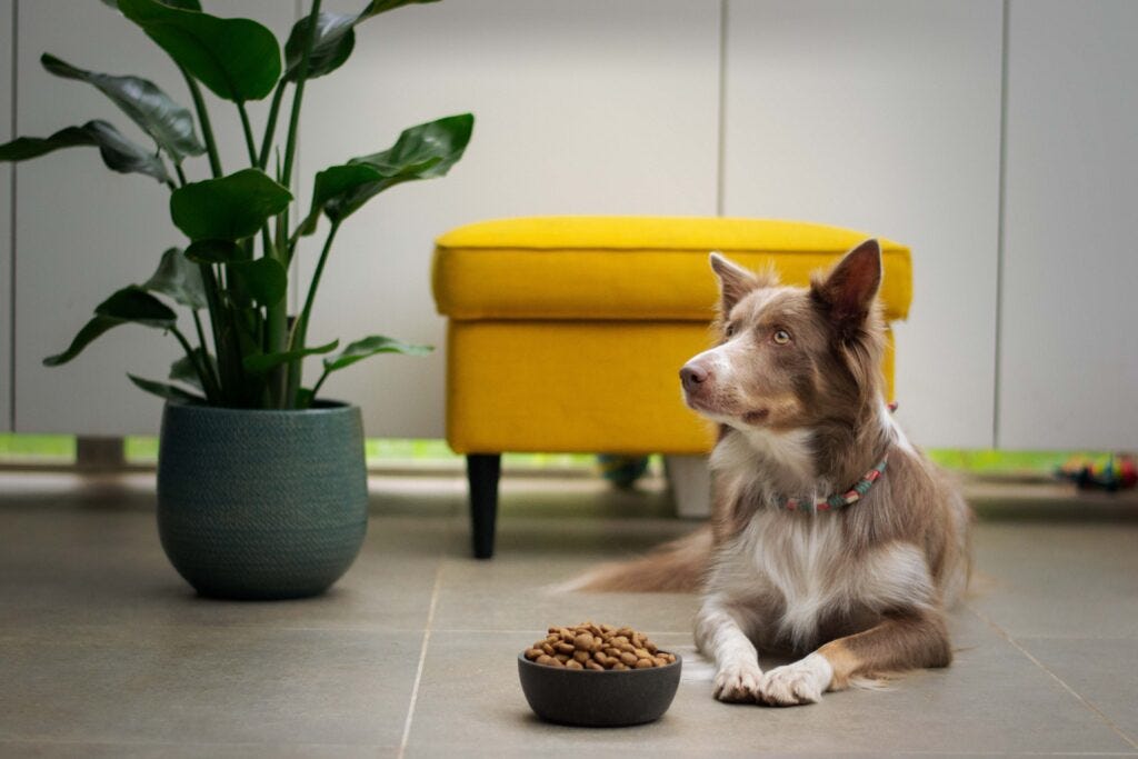 Can dogs eat store chickpeas