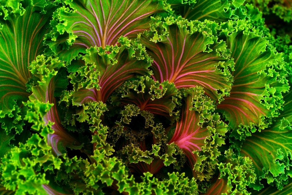 10 Great Fall Vegetables to Plant and Harvest