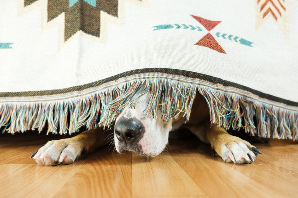 How To Calm Your Dog During A Storm | by Will Corrente VIP | Medium