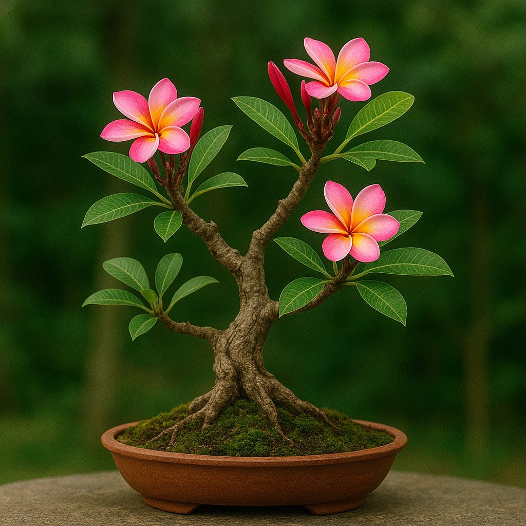 Bonsai Plumeria Rubra: Exclusivo e Incrível!