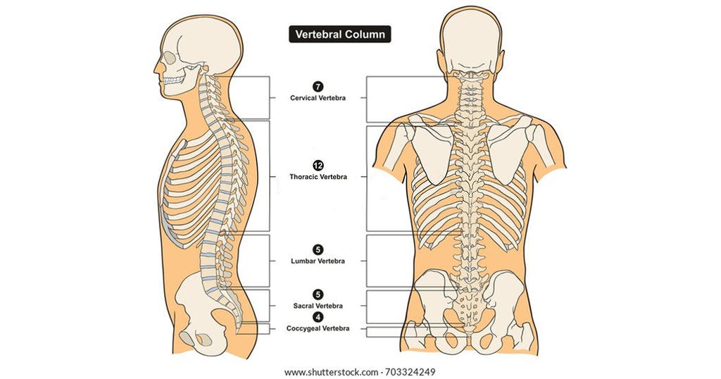 Common Causes of Back Pain And Its Treatment | by Sleep Cosee | Medium