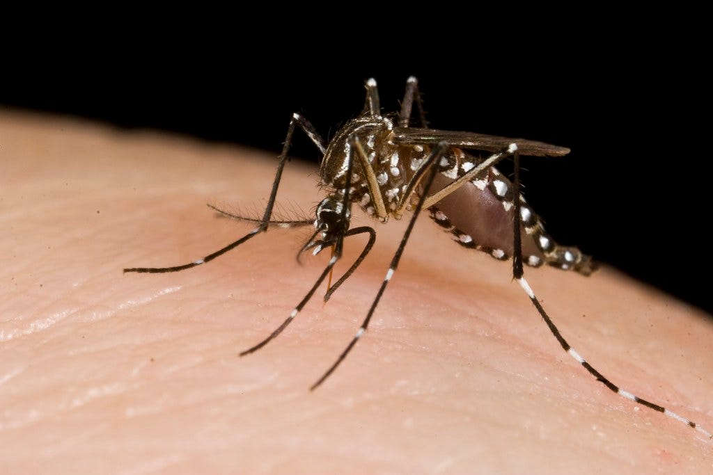 What Would Happen If We Killed All the Mosquitoes? by Sal Monolop