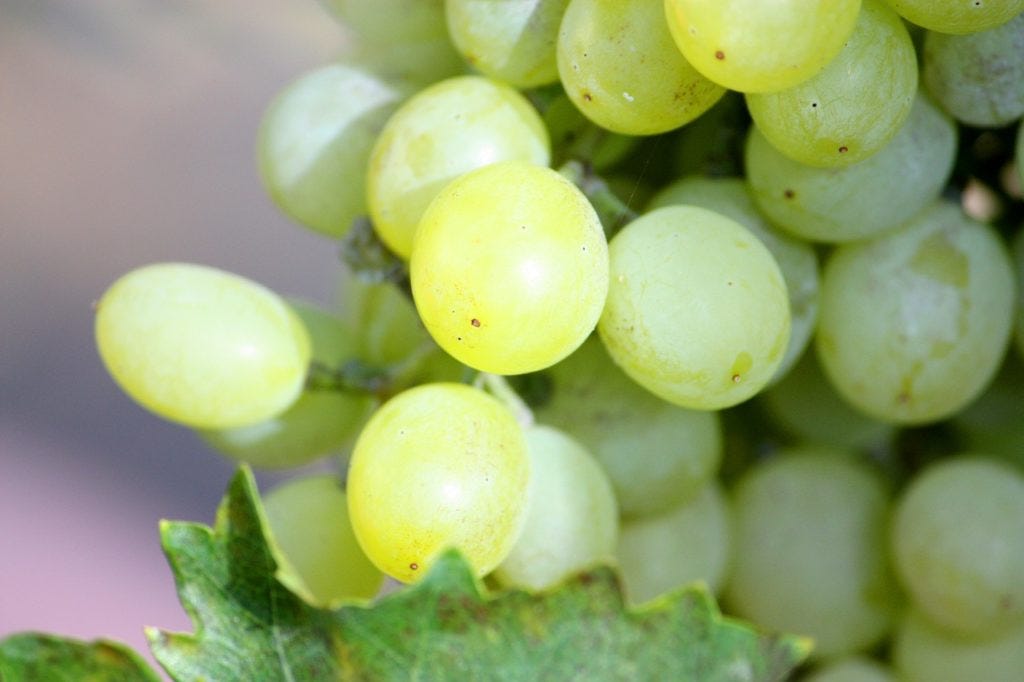 white colored grape