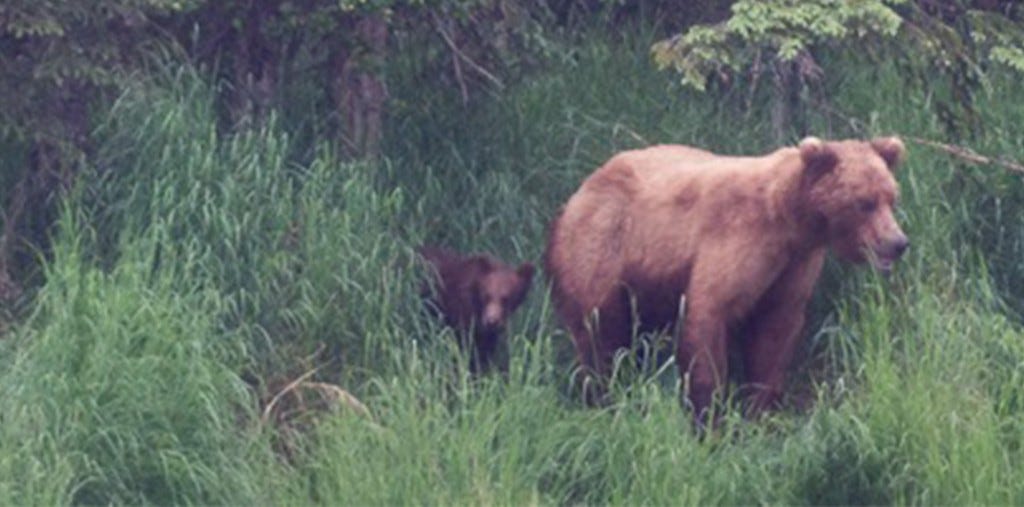 Bearcam Live Chat Surprise: A Bear Family Unexpectedly Visits the Chat | by  explore.org | Medium