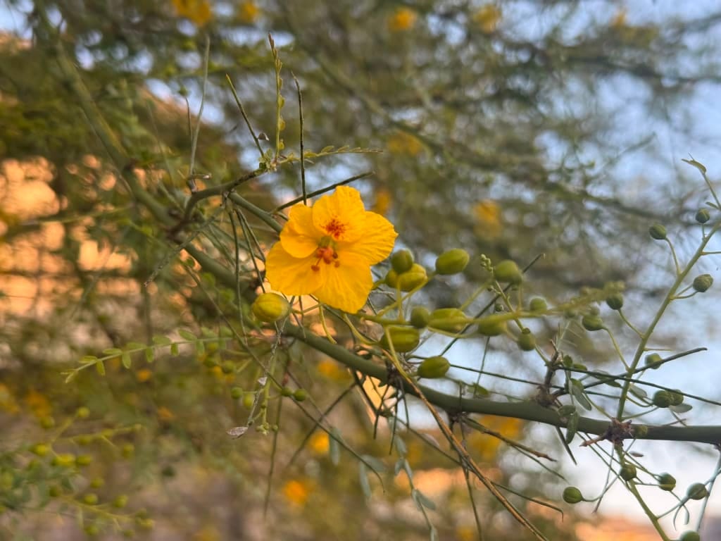 Palo Verde