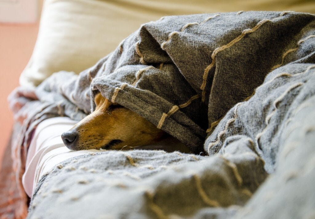 This is me, hiding from the inevitable comments I’m gonna get for suggesting (once again) that pets are an ecological problem. (Image from falellorente via Pixabay)