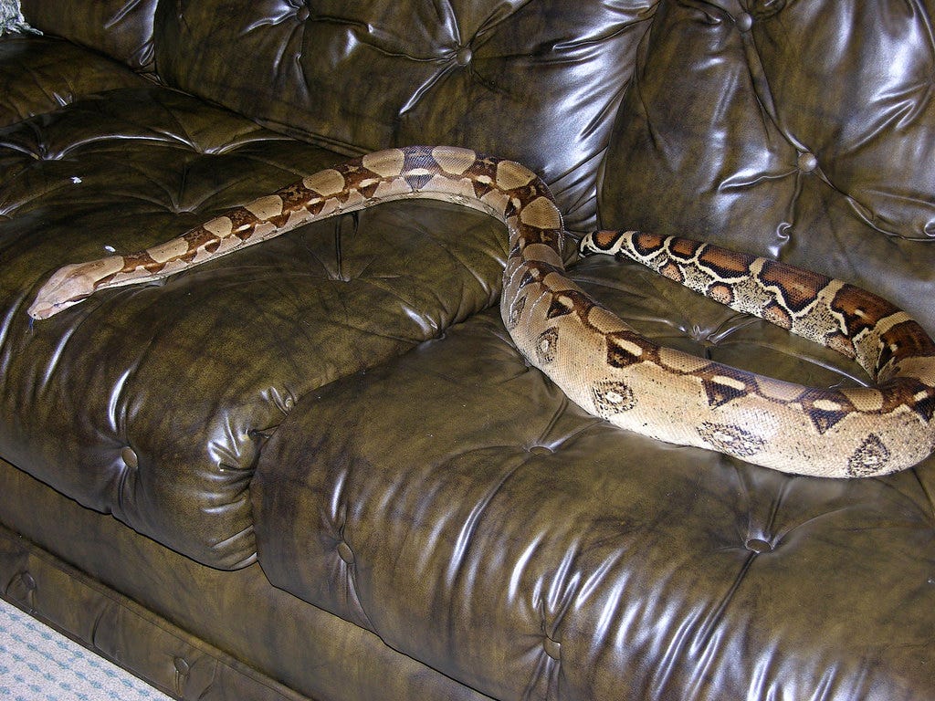 There's Only One Known Case of a Boa Constrictor Killing a Human in the  U.S., by Melissa Smith
