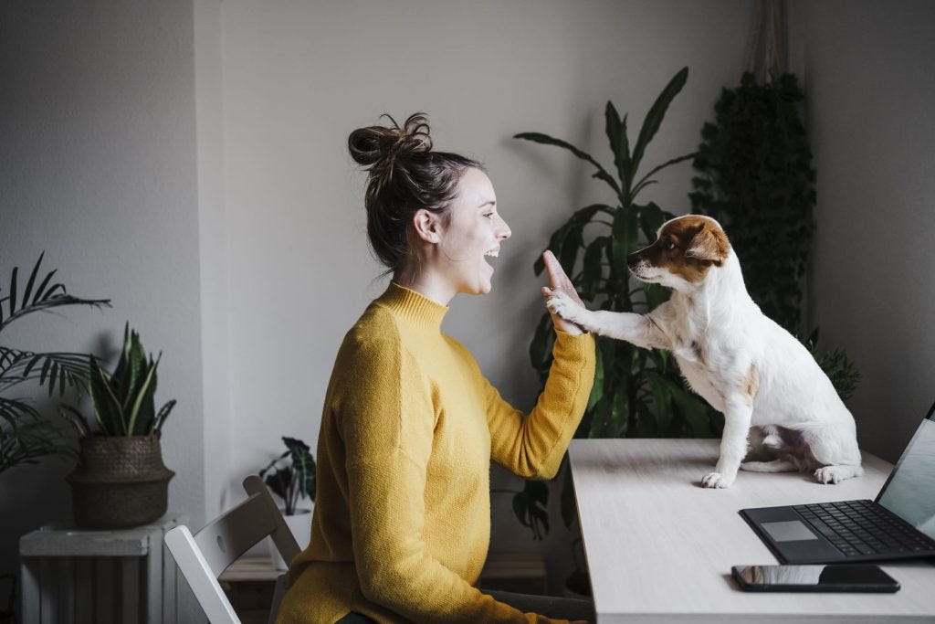 Teaching Your Puppy to Be Alone A Trainer’s Guide by Agathaabdi Jul, 2024 Medium
