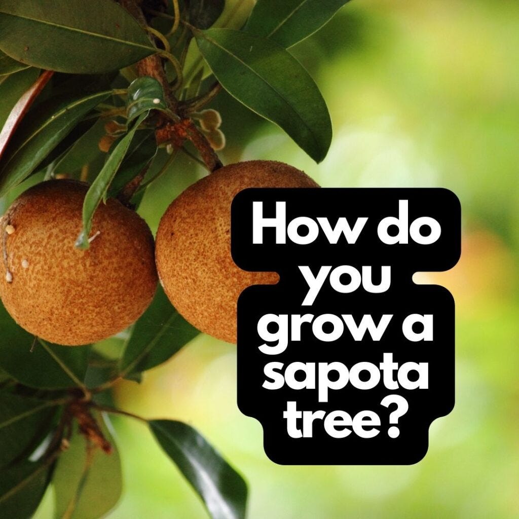 How do you grow a sapota tree? by Feb, 2024 Medium