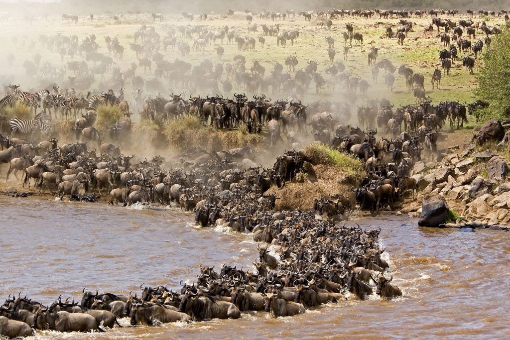 How does The Great Wildebeest Migration work?