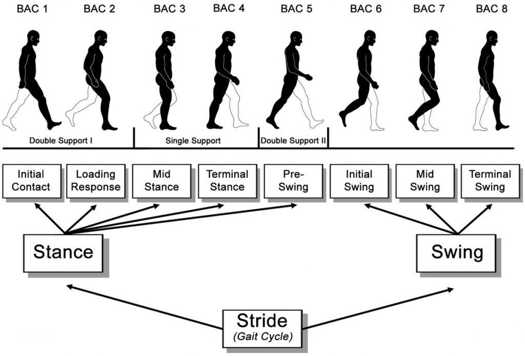 Knee muscle interaction during gait, by Sherney