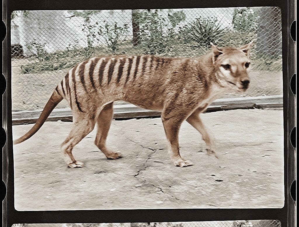 Could science really resurrect the Tasmanian Tiger?, Greg R. Hill