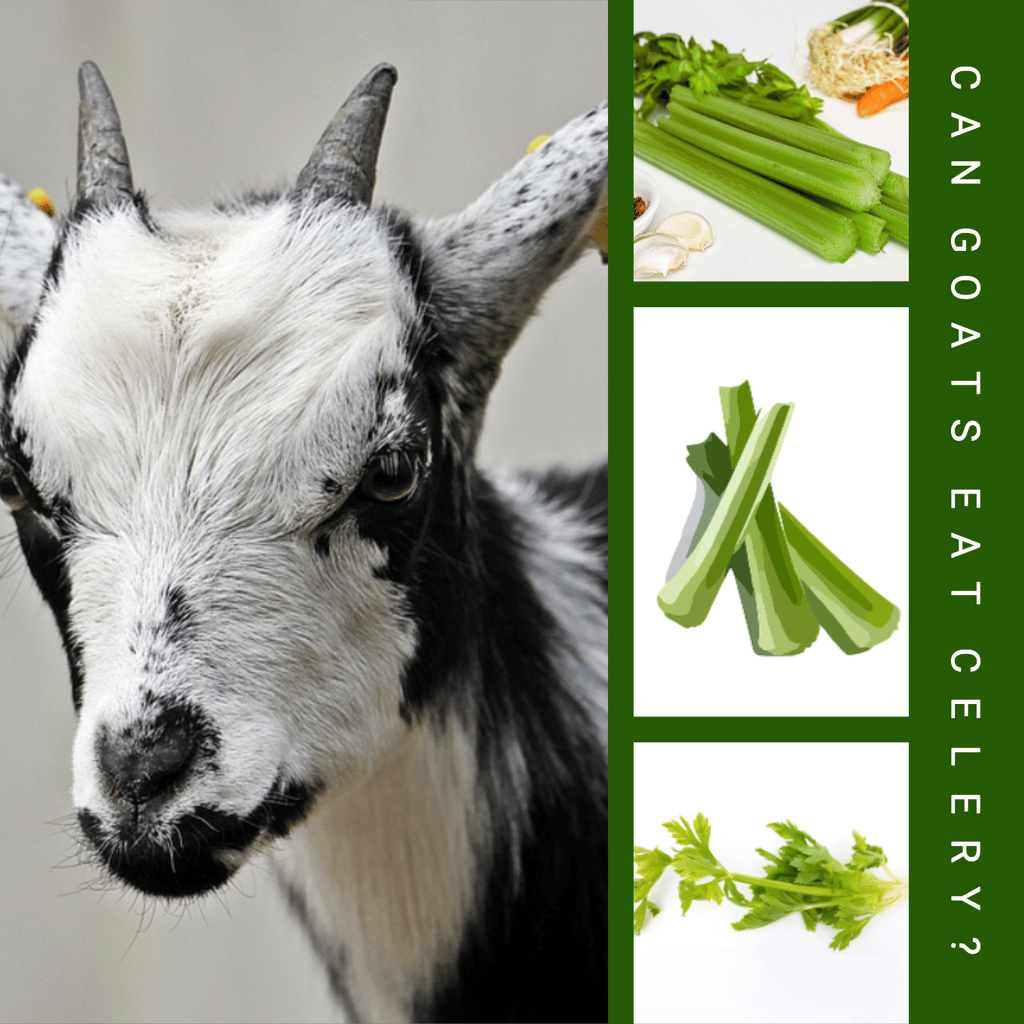 Can Goats Eat Celery?. Yes, goats can eat celery! When it… by Mazhaoyang Medium