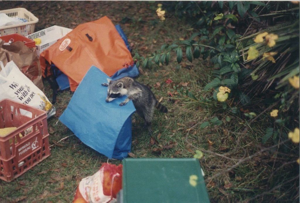 When Camping Outdoors Do Raccoons Attack Tents by Adventureix Medium