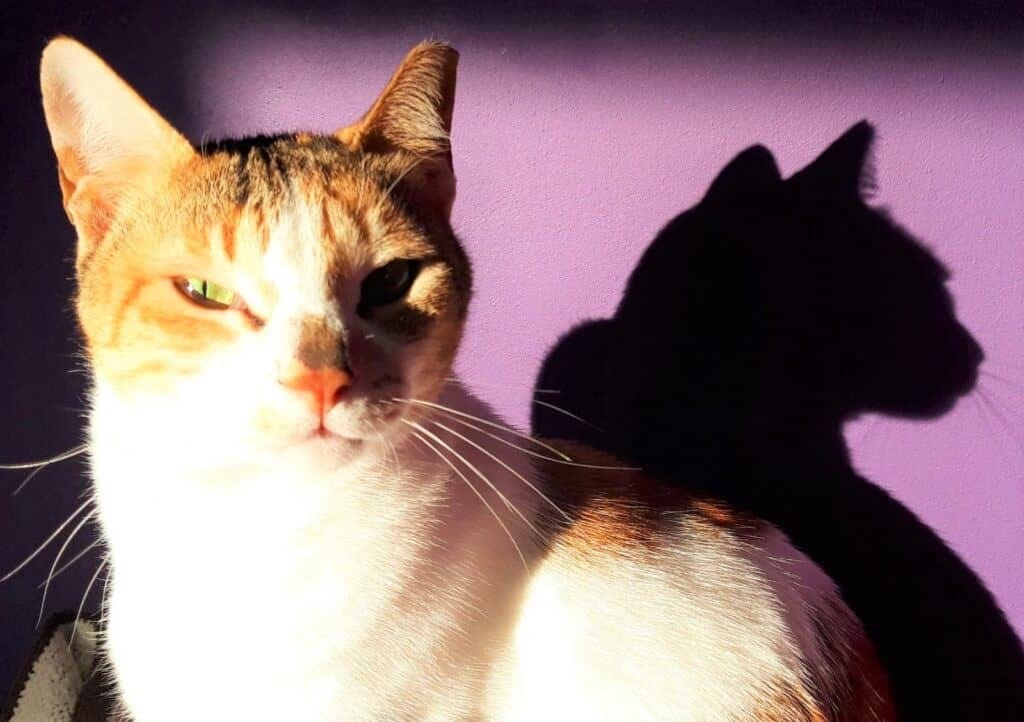 Why Do Cats Meow At Humans, But Not Other Cats? by Susan Nilson