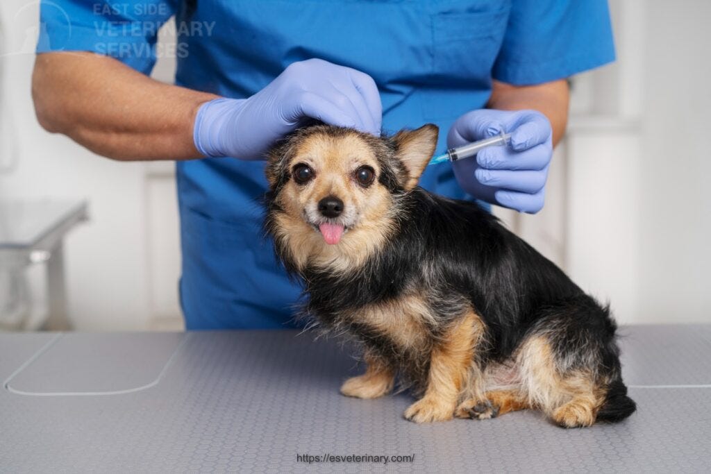 Your comprehensive guide to vaccination schedules for puppies dogs