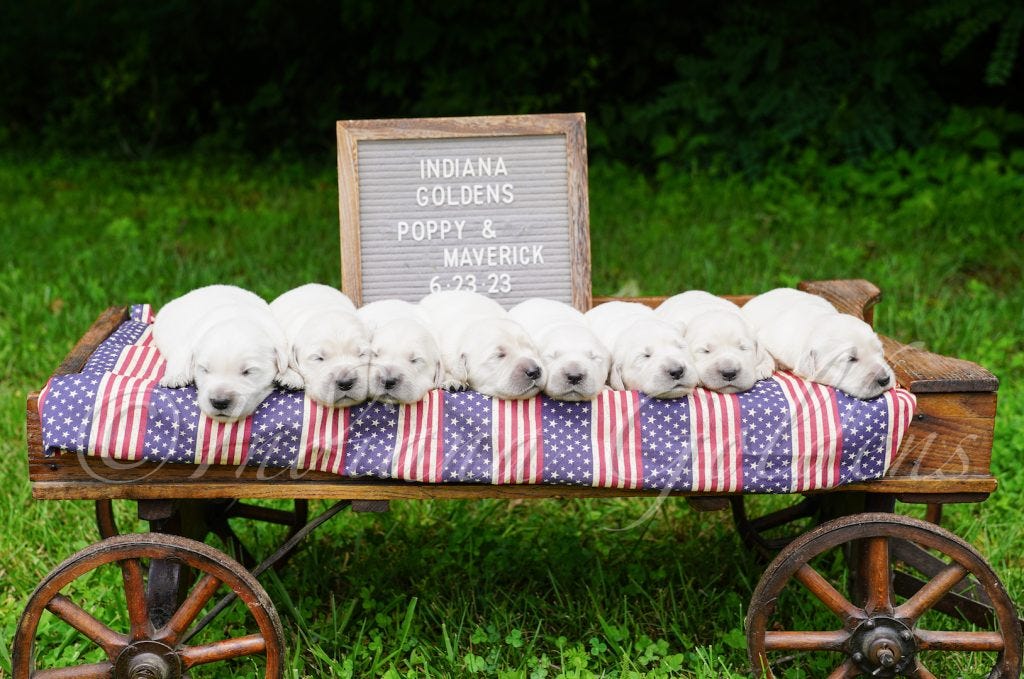 The Charm of English Cream Golden Retrievers in Indiana by Indiana Goldens Aug, 2023 Medium