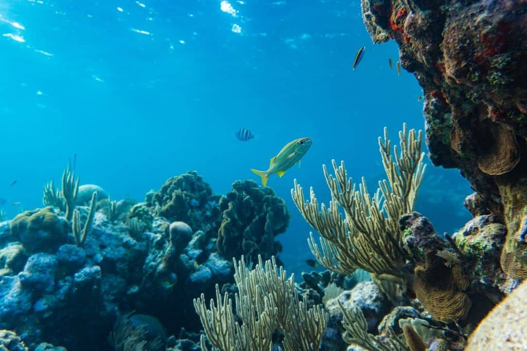 The Climate Crisis: Why Ocean Acidification is the Other CO2 Problem