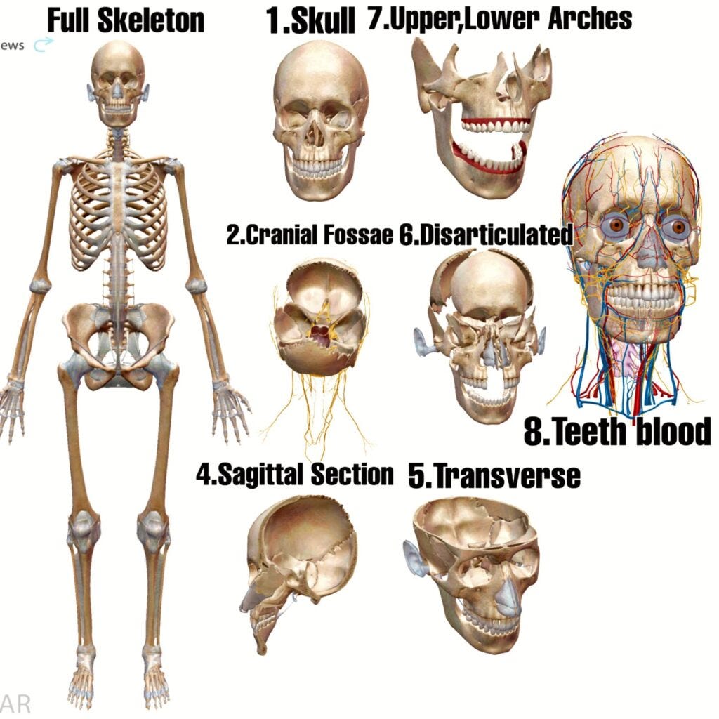 anatomy-of-human-body-3d-atlas-mod-apk-free-download-by-zs