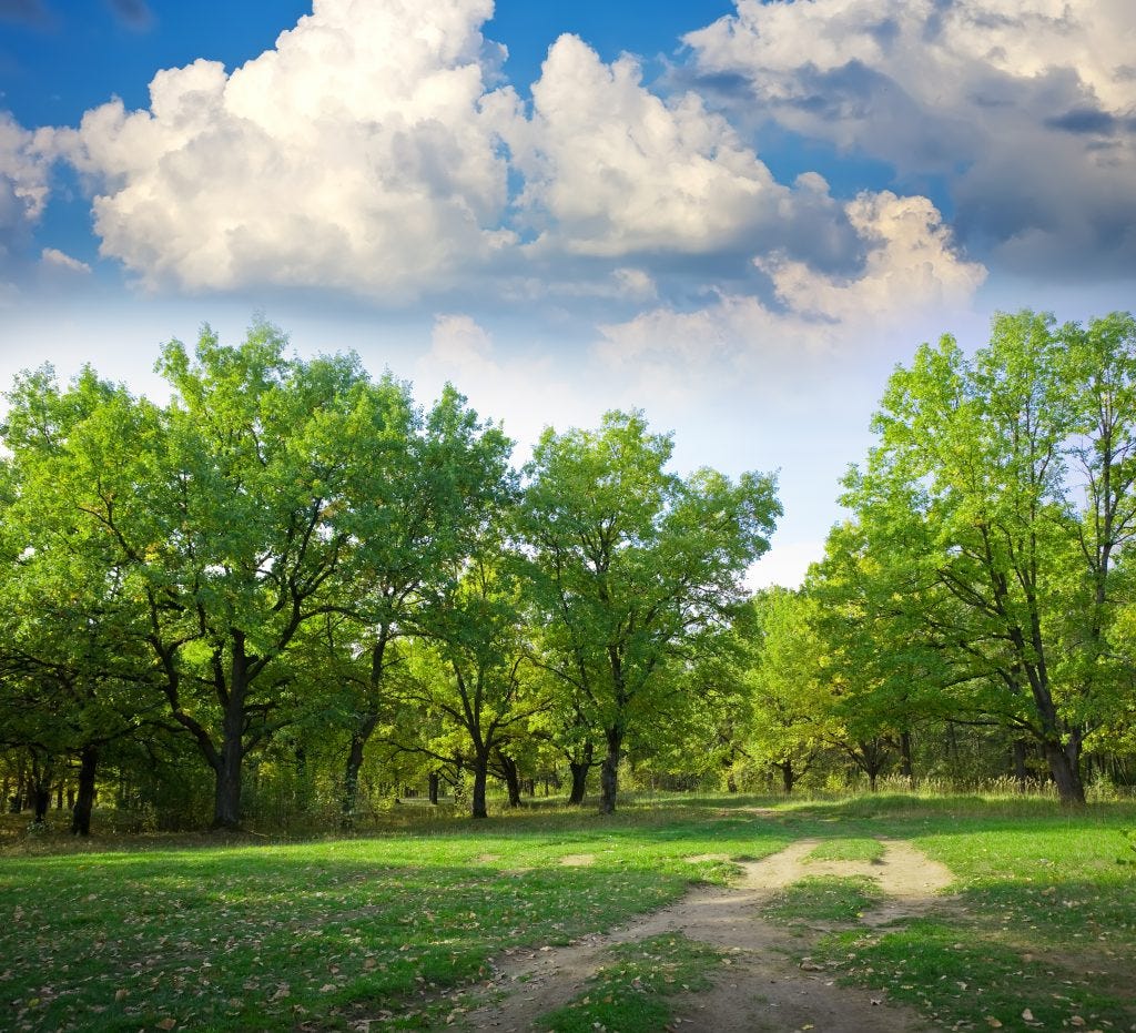 THE SCIENCE BEHIND HOW TREES IMPROVE AIR QUALITY by Michael Sandssss