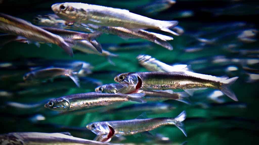 How Did Sardines Get Their Name, Where Do They Come From, and What Does “Packed Like Sardines