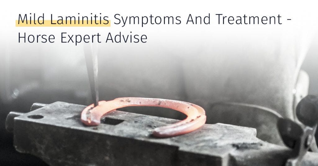 Mild Laminitis Symptoms And Treatment — Horse expert advise