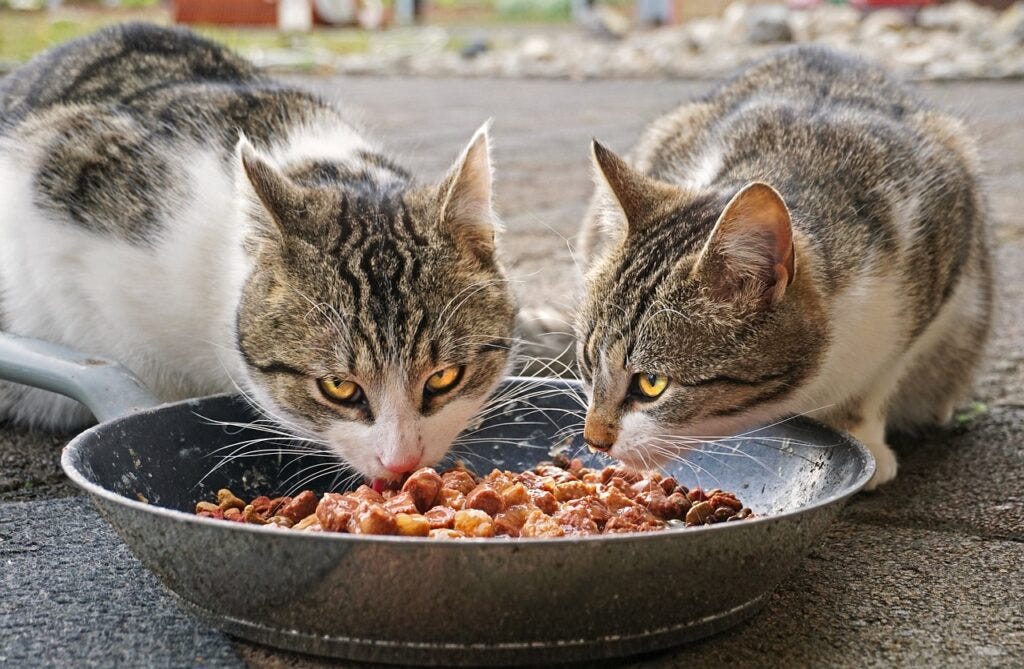 Cat food to help best sale with vomiting