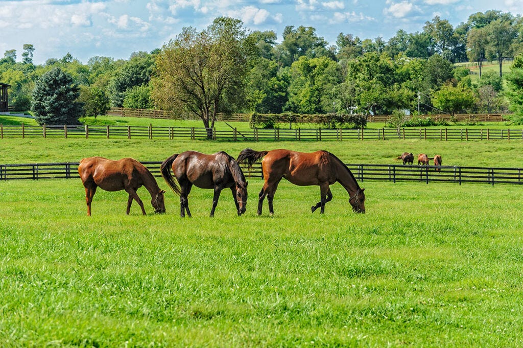 How to Create a Year-Round Grazing Plan for Your Horse