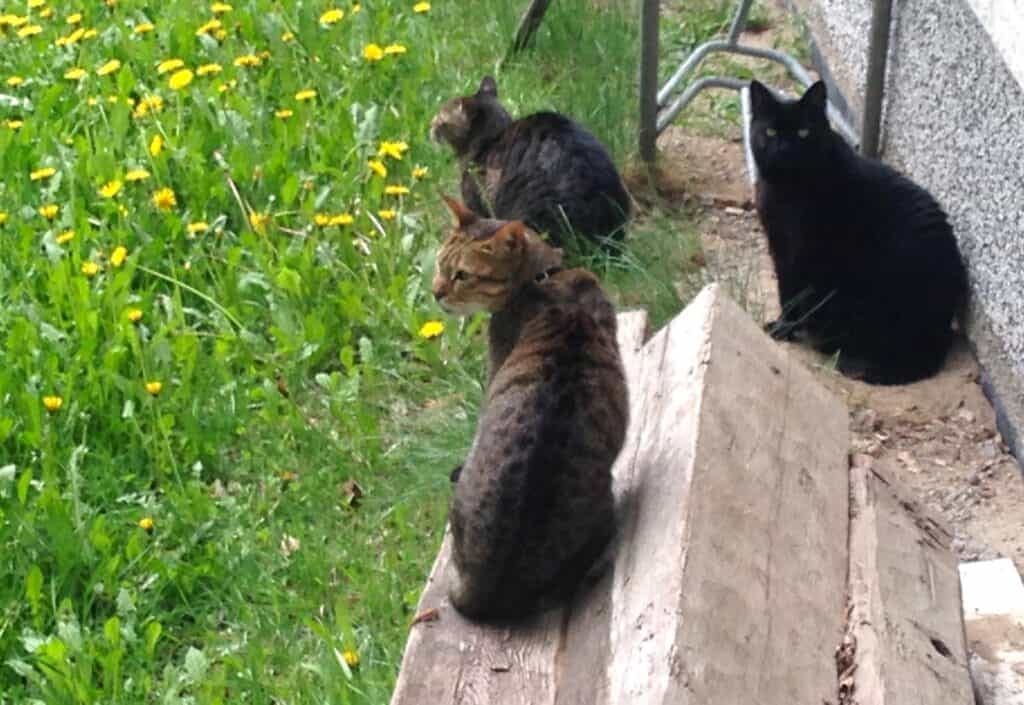 Can Cats Really Be Best Friends With Other Cats? by Susan Nilson