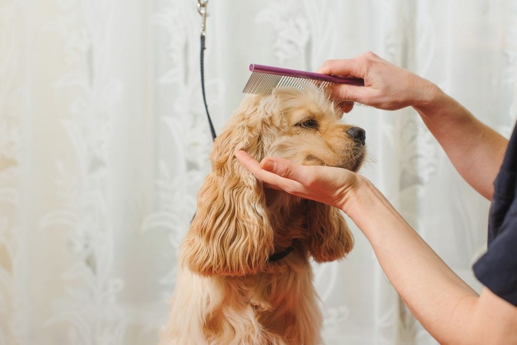 How to a Dog Groomer. Do you love brushing your dog’s hair… by Beatriz Abreu Peixoto