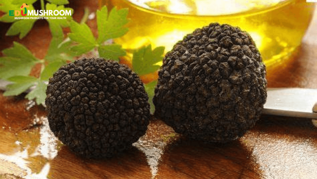 How to Grow Truffles at Home — Indepth Guide by Edu Mushroom Medium
