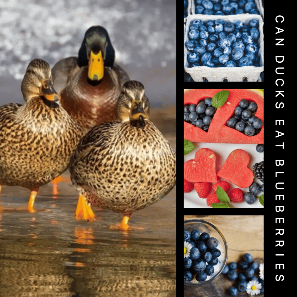 Can Ducks Eat Blueberries? Exploring the Diet of Ducks by Mazhaoyang